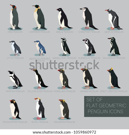 Set of flat geometric species of Penguins