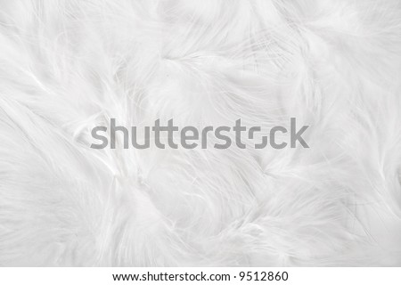 Simple easter background - white feathers on white background
