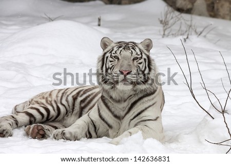 A calm white bengal tiger, lying on fresh snow.