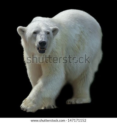 A pacing female of polar bear, isolated on black background.