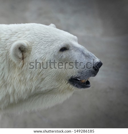 The head of a polar bear female. Side face portrait of a beautiful beast. The most dangerous animal of the Arctic region. Wild beauty of severe raptor.