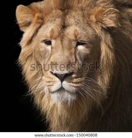 Sunlit face of a young Asian lion. Animal portrait of the King of beasts. Greatness and wild beauty of the severe big cat. Calm look of the most mighty raptor of the world.
