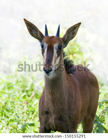 A young sable antelope female on sunlit background. Wild beauty of the hoofed animal. Pretty girl of African savanna.