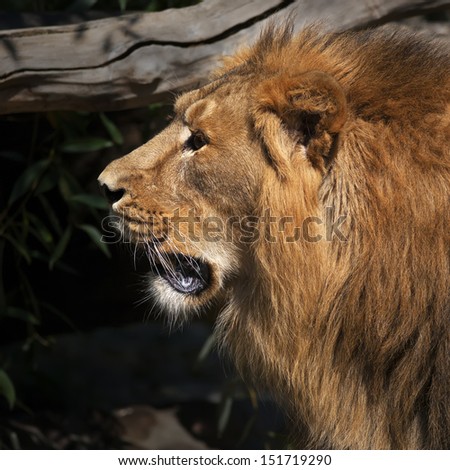 Side face portrait of a sunlit Asian lion. The head and shaggy mane of the King of beasts. Menacing look of a severe and mighty raptor. The most dangerous predator of the world.
