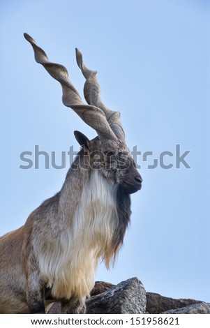 The head and shoulder of a markhor male. Majestic goat on blue sky background. Wild animal alpinist with awful screw horns. Wild beauty of the great buck.