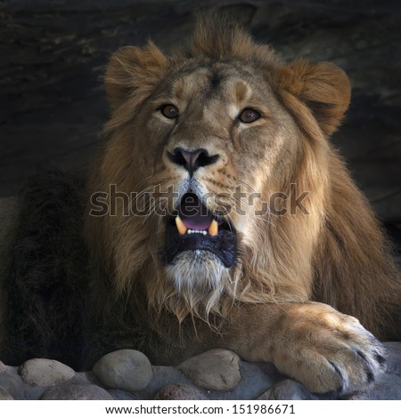 A drowsy Asian lion, lying in shadow with open mouth. Calmness of the King of beasts, observing his domain. Wild beauty of the most dangerous and mighty big cat.