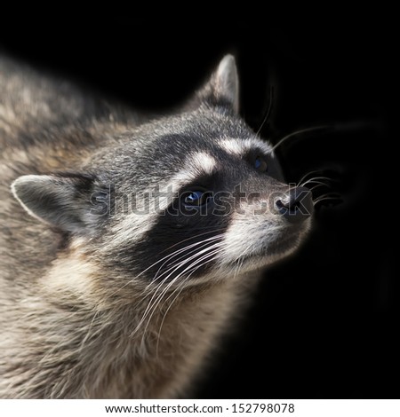 The head of a concentrated raccoon. Begging look of a washing bear. Wild beauty of a cute beast. Animal side face portrait.