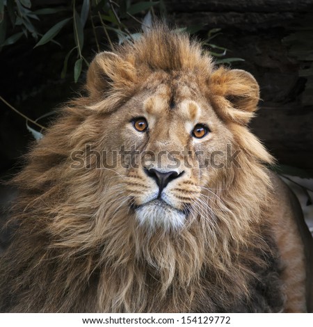 An Asian lion with shaggy mane in shadowy forest. The King of beasts, biggest cat of the world, looking straight into the camera. The most dangerous and mighty predator of the world. Square image.