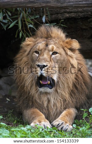A drowsy Asian lion with open chaps, resting in forest shadow. The King of beasts, biggest cat of the world. The most dangerous and mighty predator of the world shows his huge fangs.