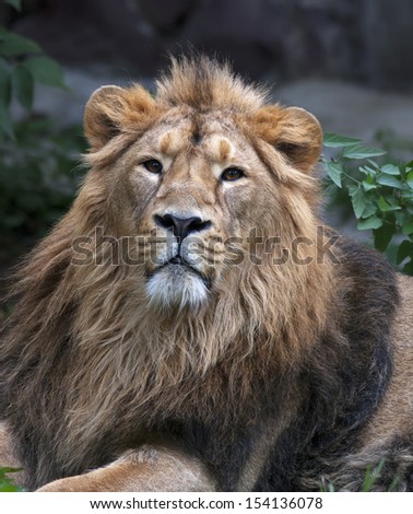 Calm look of an Asian lion. The King of beasts, biggest cat of the world, looking into the camera. The most dangerous and mighty predator of the world. Wild beauty of the nature.