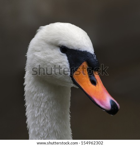 Side face portrait of a mute swan on blur background. The head and neck of a white swan with orange and black beak. Wild beauty of a excellent web foot bird.