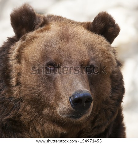 Stare of a brown bear female on blur gray background. Macro face portrait of the most mighty beast of the world. Eye to eye with severe and very dangerous predator.