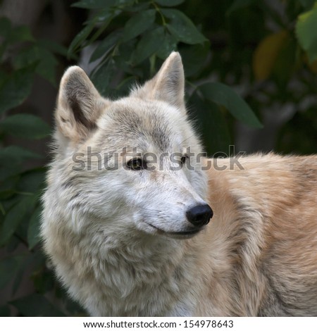 Side look of a polar wolf male on greenery background. Eye to eye with the very dangerous beast of the cold North. Severe beauty of the wildlife. Square image.