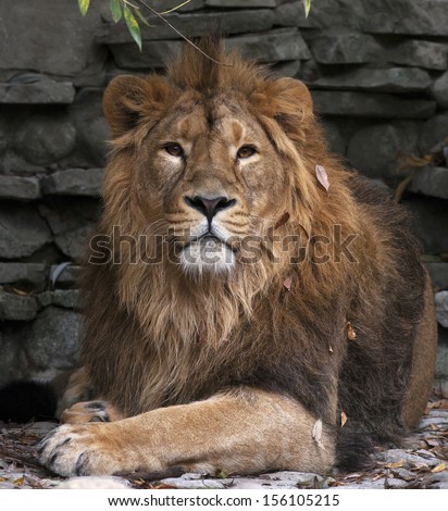 The dreamy look of an Asian lion in autumn fallen leaves, lying on rocky background. The King of beasts, biggest cat of the world. The most dangerous and mighty predator of the world.