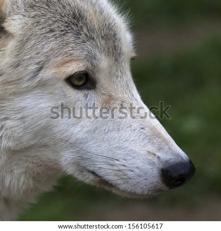 Side face macro portrait of a polar wolf male. Eye to eye with the very dangerous beast of the cold North. Severe beauty of the wildlife. Clever look of the wild dog. Square image.