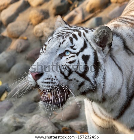 A looking up white bengal tiger on rocky background. The most beautiful animal and very dangerous beast of the world. This severe raptor is a pearl of the wildlife. Animal face portrait.