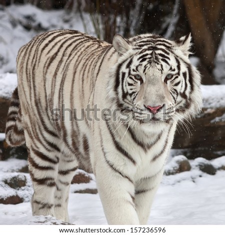 Stare of a calm white bengal tiger in winter forest. The most beautiful animal and very dangerous beast of the world. This severe raptor is a pearl of the wildlife. An excellent animal portrait.