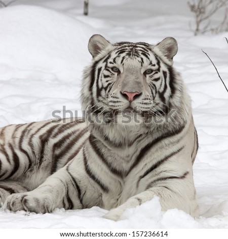 A calm white bengal tiger, lying on fresh snow. The most beautiful animal and very dangerous beast of the world. This severe raptor is a pearl of the wildlife. Animal face portrait.