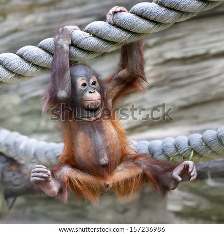 A young orangutan is ready for low catch. Cute and cuddly cub with cheerful expression. Careless childhood of little great ape. Human like primate.