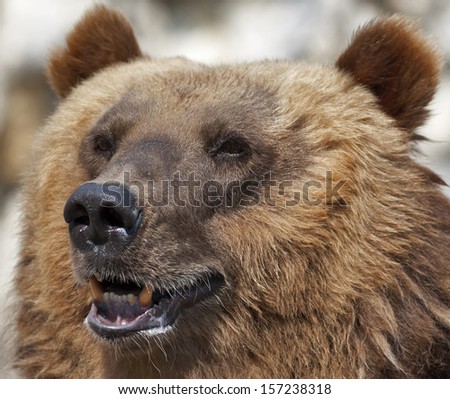The face portrait of a brown bear female. Sunlit head of the biggest and the most dangerous beast of the world. Severe look of the mighty raptor.