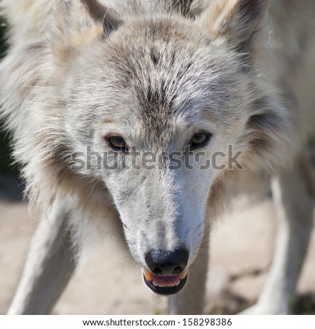 Stare of a polar molting wolf. The sunlit head of a dangerous beast of the severe wildlife of the cold North. Menacing look of an Arctic wild dog. Animal macro portrait.