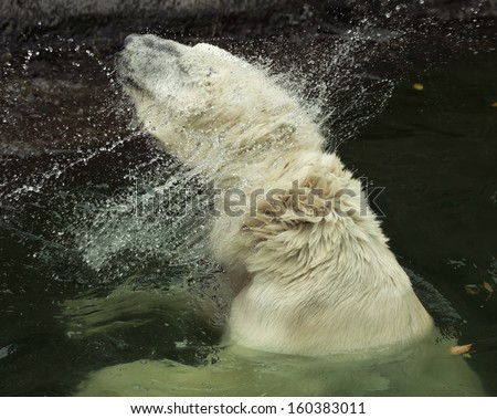 A polar bear female is shaking water off her fur. Whirl of water drops around the neck of the most dangerous beast of the world. The biggest raptor of the Arctic is enjoying in pool.