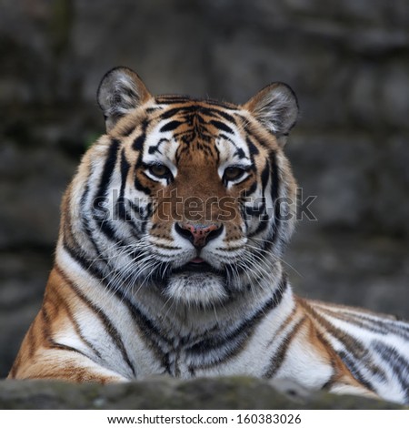 Eye to eye with a beautiful Siberian tigress. Face portrait of the biggest cat, lying on blur gray background. The most dangerous and mighty beast of the world. Very powerful and dodgy raptor.