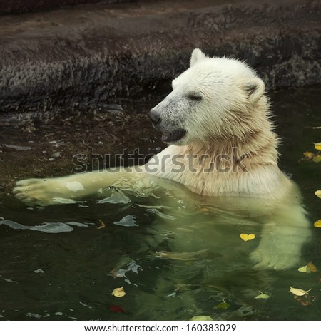 A polar bear cub is enjoying in pool. Bathing of the cute and cuddly animal baby, which is going to be the most dangerous and biggest beast of the world.