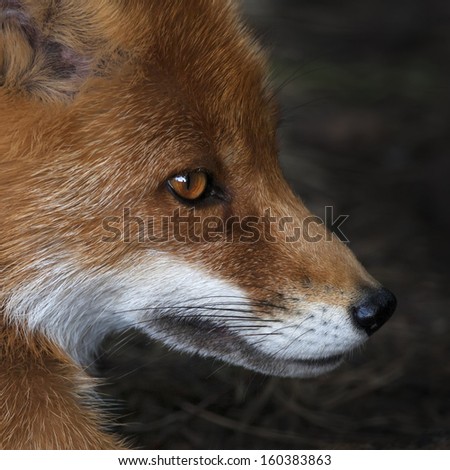 Side face portrait of a red fox male. The head a beautiful forest wild beast. Smart look of a dodgy vulpes, skilled raptor and elegant animal.