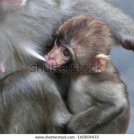 Feeding time of a little Japanese macaque. Expressive face of the monkey baby, suckling milk of his mother. Careless childhood of the primate cub.