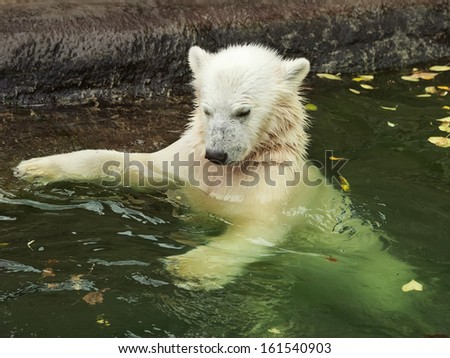 A white bear cub is enjoying in pool. Bathing of the cute and cuddly animal baby, which is going to be the most dangerous and biggest beast of the world. Careless childhood of a plush teddy.