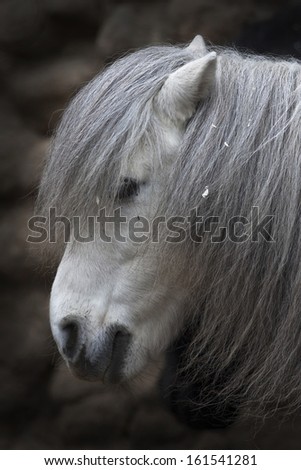 Side face portrait of a small gray horse. Cute and cuddly pony with eyes, covered with long foretop. Romantic and coy horse lady with face top under hairy veil.