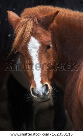 Look back of a grace red horse with white stripe on the face. Beautiful mare, looking straight into the camera. Expressive animal face portrait.