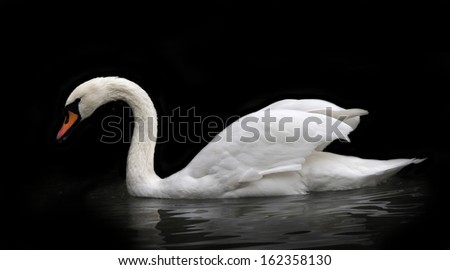 Side face portrait of a whooping swan, isolated on black background. White swan, side view, with orange beak and twisted neck in twilight. Wild beauty of a excellent web foot bird.