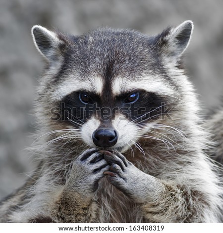 The head and hands of a cute and cuddly raccoon, that can be very dangerous beast. Side face portrait of the excellent representative of the wildlife. Human like expression on the animal face.