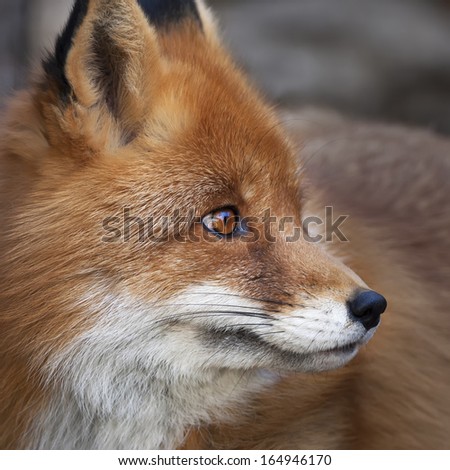 Side face portrait of a red fox male, vulpes vulpes. The head a beautiful forest wild beast. Smart look of a dodgy vulpes, skilled raptor and elegant animal.