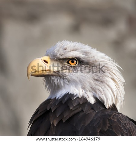 The head and shoulder of a bald eagle, haliaeetus leucocephalus, on gray. Side face portrait of an American eagle, US national character, very beautiful bird looking like a tyrant on the tribune.