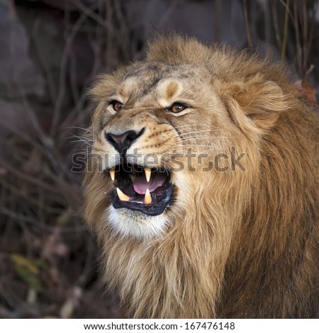 A young asian lion shows his huge fangs, resting in forest shadow. Square image. The King of beasts, biggest cat of the world. The most dangerous and mighty predator of the world.
