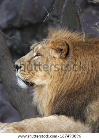 Portrait in profile of an Asian lion, calm lying on tree background. The King of beasts, biggest cat of the world. The most dangerous and mighty predator of the world. Beauty of the wildlife.
