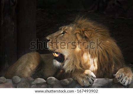 Side look of an Asian lion with open chaps, calm lying in tree shadow. The King of beasts, biggest cat of the world. The most dangerous and mighty predator of the world. Beauty of the wildlife.
