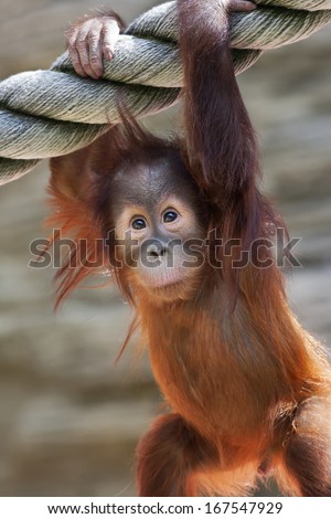 Stare of an orangutan baby, hanging on thick rope. A little great ape is going to be an alpha male. Human like monkey cub in shaggy red fur.