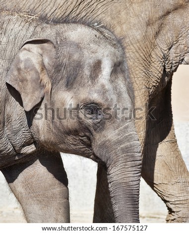 The head of a young Asiatic or Indian elephant female, Elephas maximus, on her mother background. Side face portrait of a huge, but cute and cuddly animal. Charm of the wildlife.