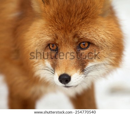 Amazing red fox male, vulpes vulpes, on white snow background. Excellent head of beautiful forest wild beast. Smart look of dodgy vulpes, skilled raptor and elegant animal. Cute and cuddly creature.