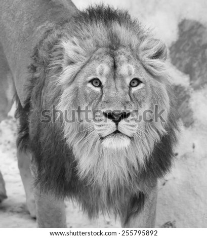 Siberian lion is looking straight into the camera. The young Asian lion on snow background. Winter cold is not bad weather for the King of beasts. Beauty of the wild nature.