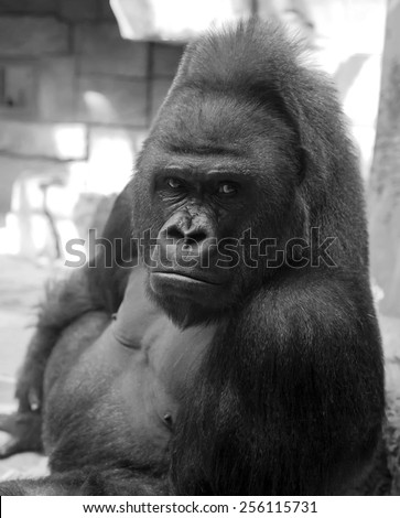 Black and white portrait of gorilla male, severe silverback, on rock background. Menacing side look of great ape, the most dangerous and biggest monkey of the world. The chief of gorilla family.