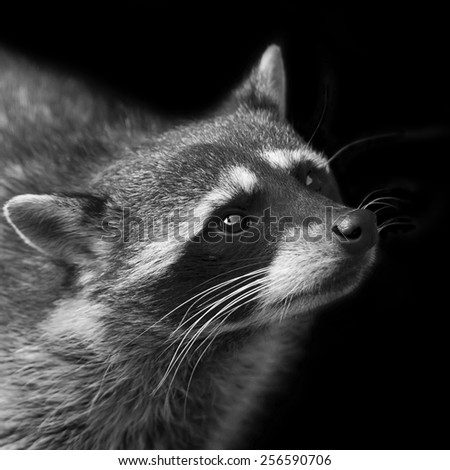 Adorable isolated head of concentrated raccoon. Begging look of excellent washing bear. Picturesque wild beauty of cute and cuddly beast. Amazing animal side face portrait in black and white image.