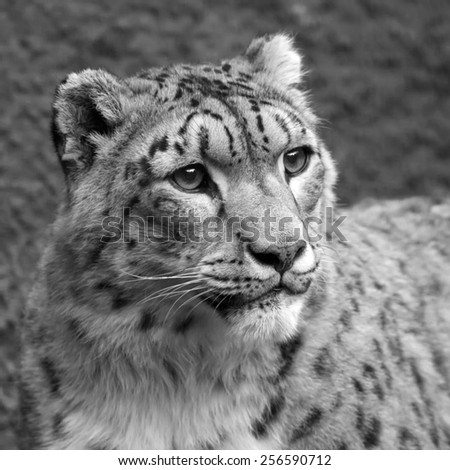 Cute head of excellent snow leopard. Adorable big cat, but dangerous raptor. Picturesque monochrome portrait of expressive and mighty animal. Amazing beauty of wildlife in black and white image.
