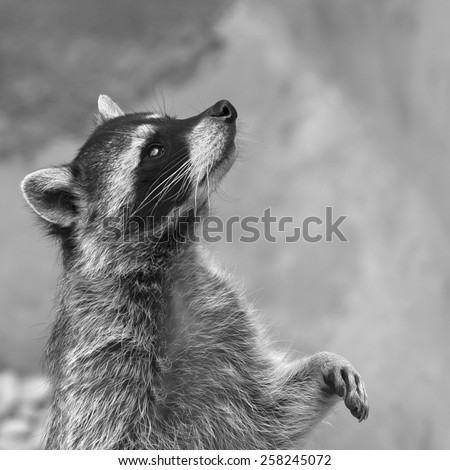 Adorable raccoon, standing right and looking up. Begging look of excellent washing bear. Picturesque wild beauty of cute and cuddly beast. Amazing animal side face portrait in black and white image.