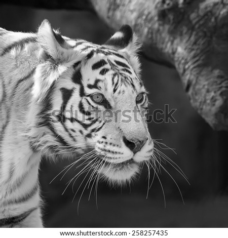 Gaze of adorable white bengal tiger close up. Walking excellent big cat, but dangerous raptor. Picturesque portrait of expressive animal. Amazing beauty of wildlife in black and white image.