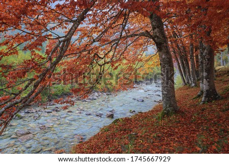Beautiful mysterious beech forest in autumn, with large trees and colors saturated by rain, Ordesa and Monte Perdido National Park in the Spanish pyrenees. Foto stock © 